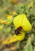 Osmia ferruginea igneopurpurea